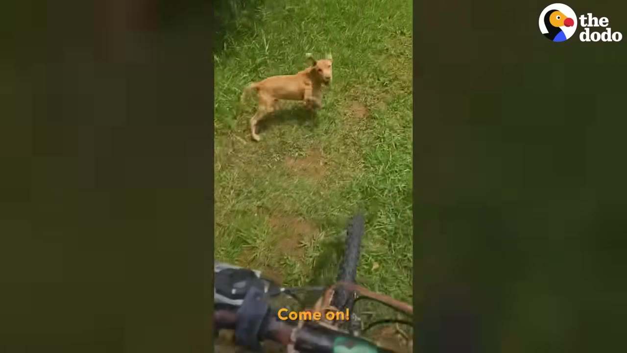 A small tan puppy runs through a grassy field towards a person riding a bicycle.
