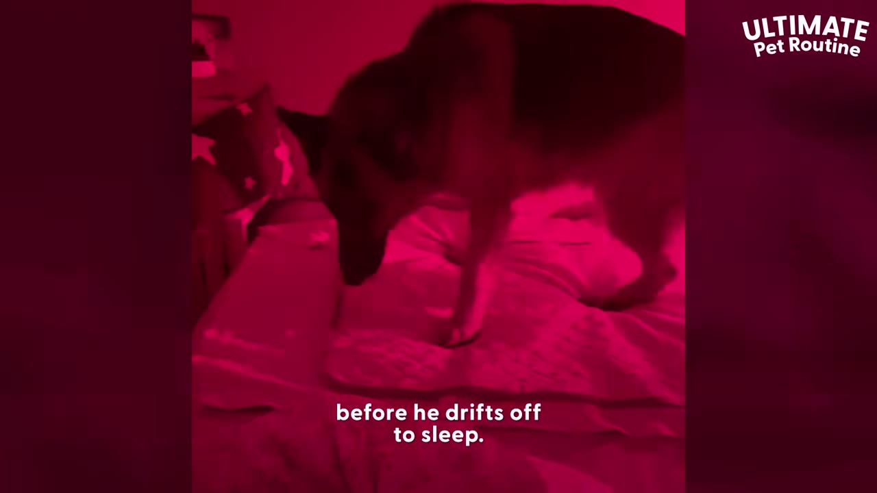 A German Shepherd dog stands on a bed under a red light, preparing to lie down.
