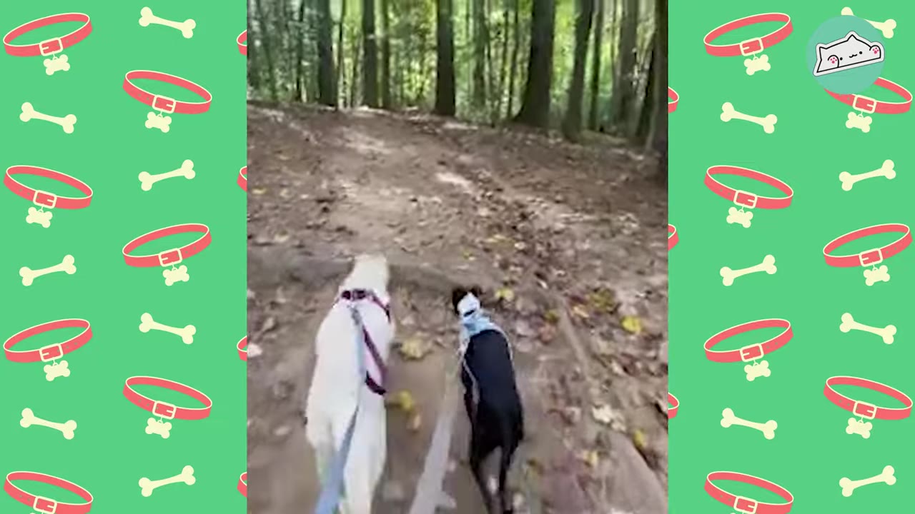 A white dog and a black dog with a blue collar walk side-by-side on a dirt path through a wooded area.