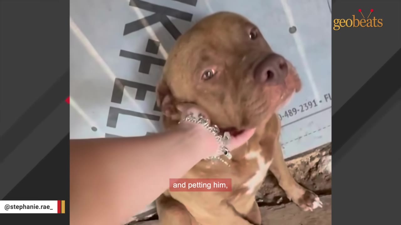 A close-up shot of a brown dog looking up as a person's hand gently pets him under the chin.
