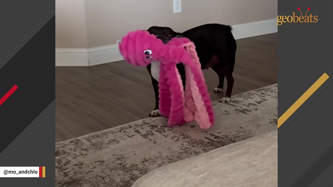A black and white dog stands on a wooden floor near a rug, holding a large, pink plush octopus toy in its mouth.