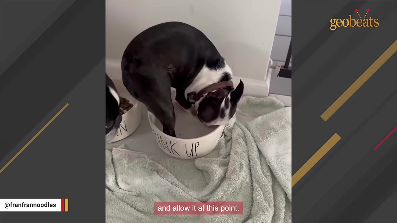A black and white Boston Terrier standing with its front paws inside a white ceramic bowl labeled 'DRINK UP' on a light green towel.