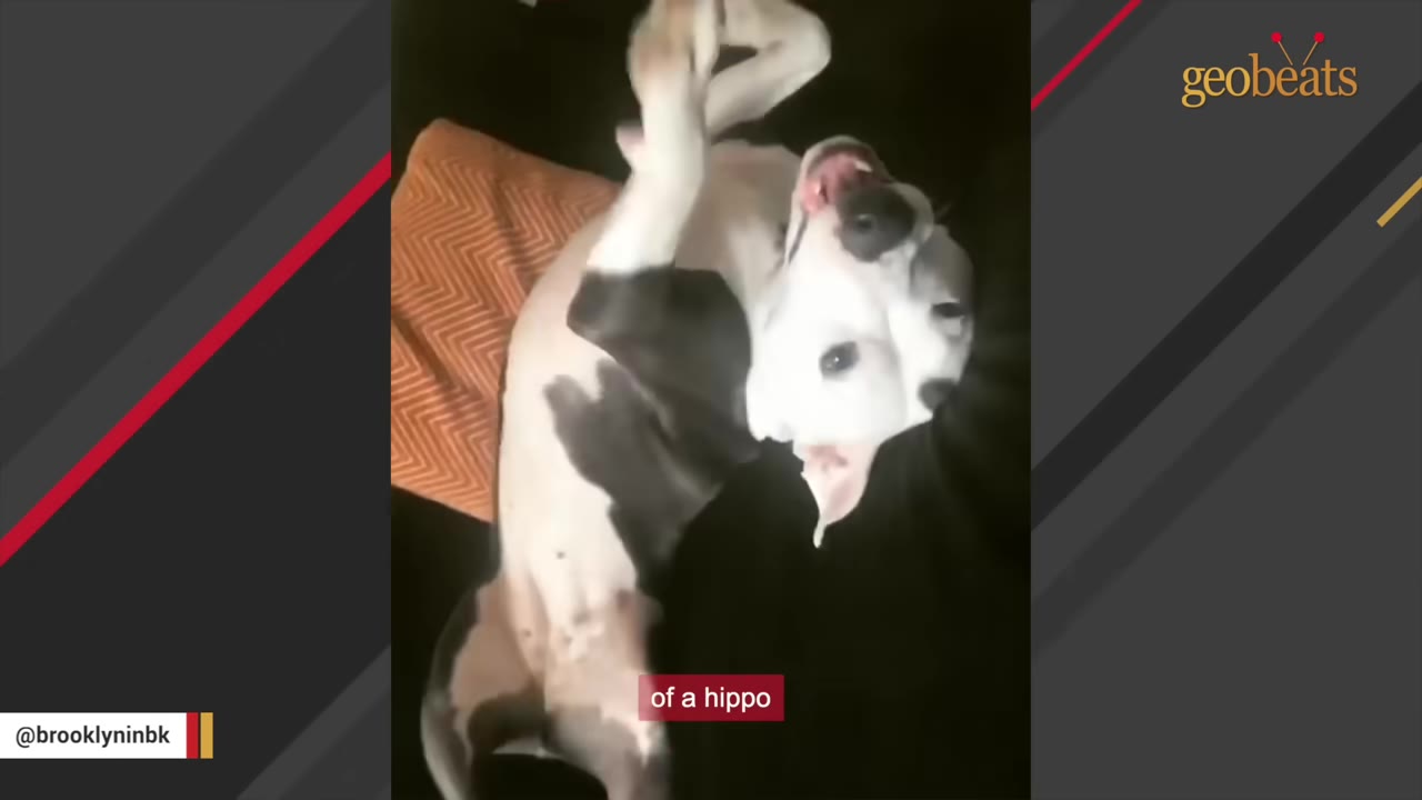A black and white dog lying on its back on a dark couch, looking up with an open mouth.