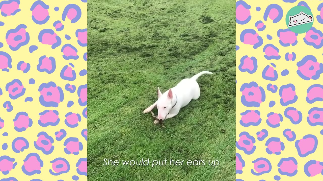 A white Bull Terrier lying on a green lawn chewing on a small stick.
