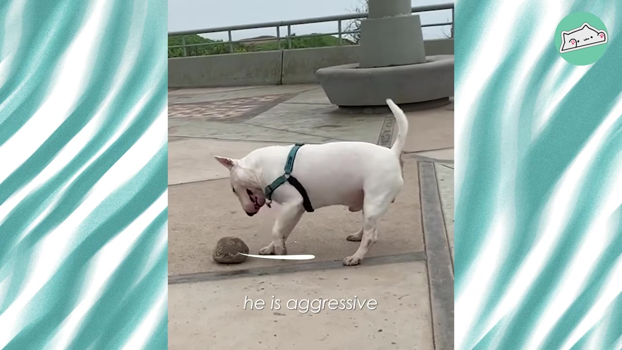 A white Bull Terrier wearing a harness stands on a paved outdoor path, with text overlay reading 'he is aggressive'.