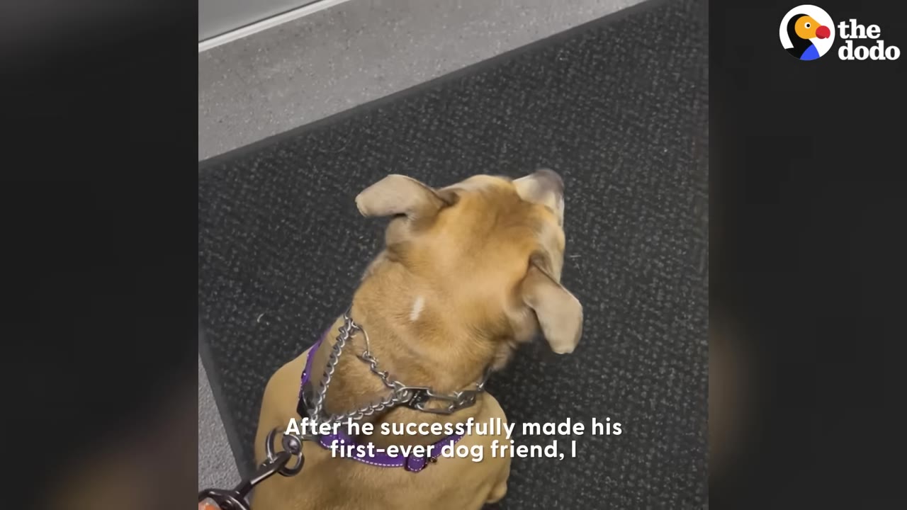 A tan dog wearing a purple collar and metal chain leash is seen from behind, sitting on a dark grey carpet.