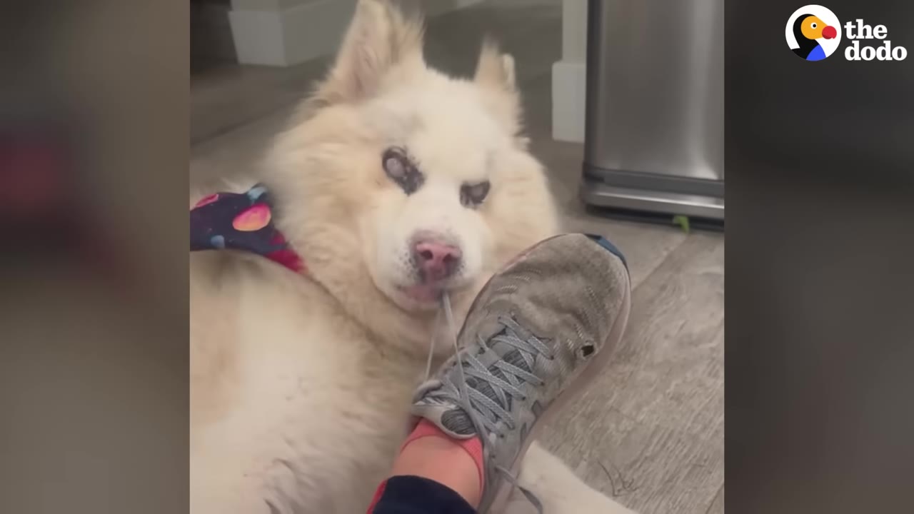 A fluffy white dog with a colorful bandana rests on the floor, gently placing its chin near a person's grey sneaker.