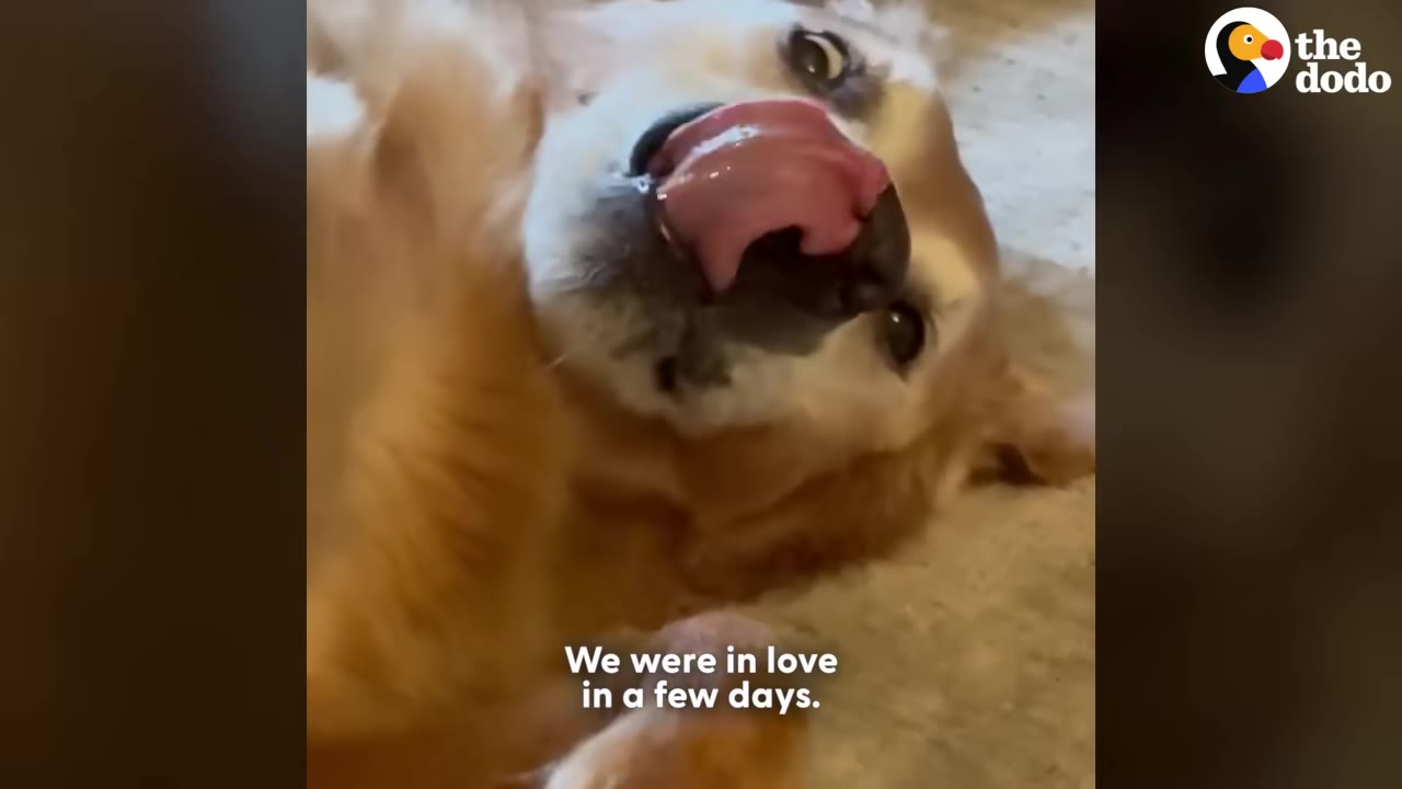 A close-up shot of a golden retriever lying on its back, looking up and licking its nose with its tongue.