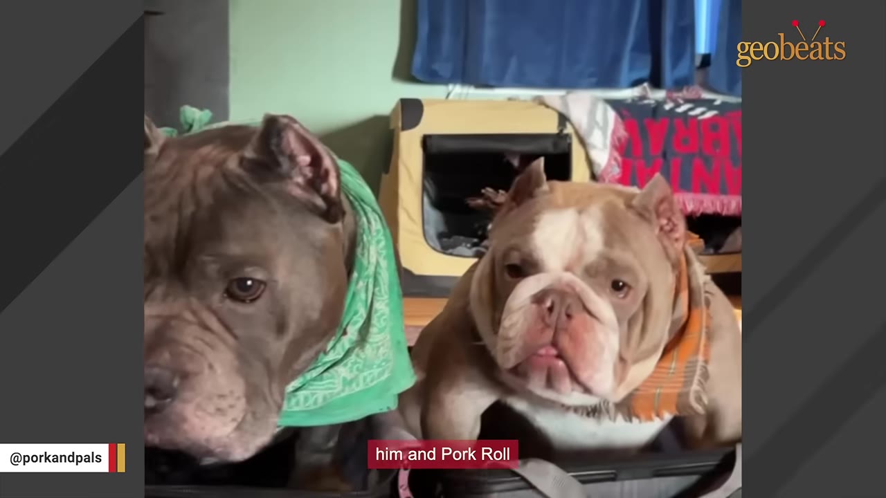 Two dogs, a grey pit bull wearing a green bandana and a tan and white bulldog wearing an orange bandana, sitting side-by-side.
