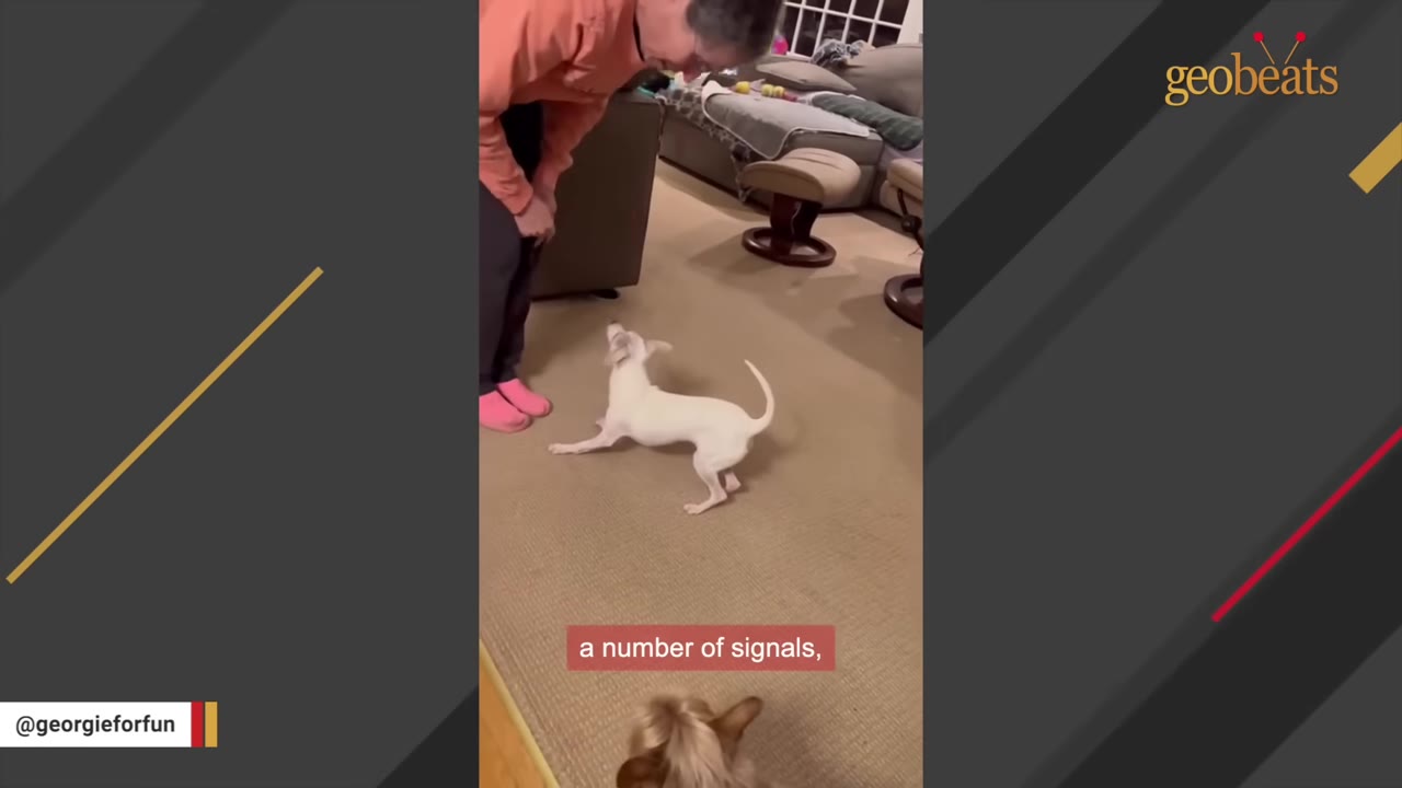 A person standing in front of a small white dog on a carpeted floor, communicating with hand signals.