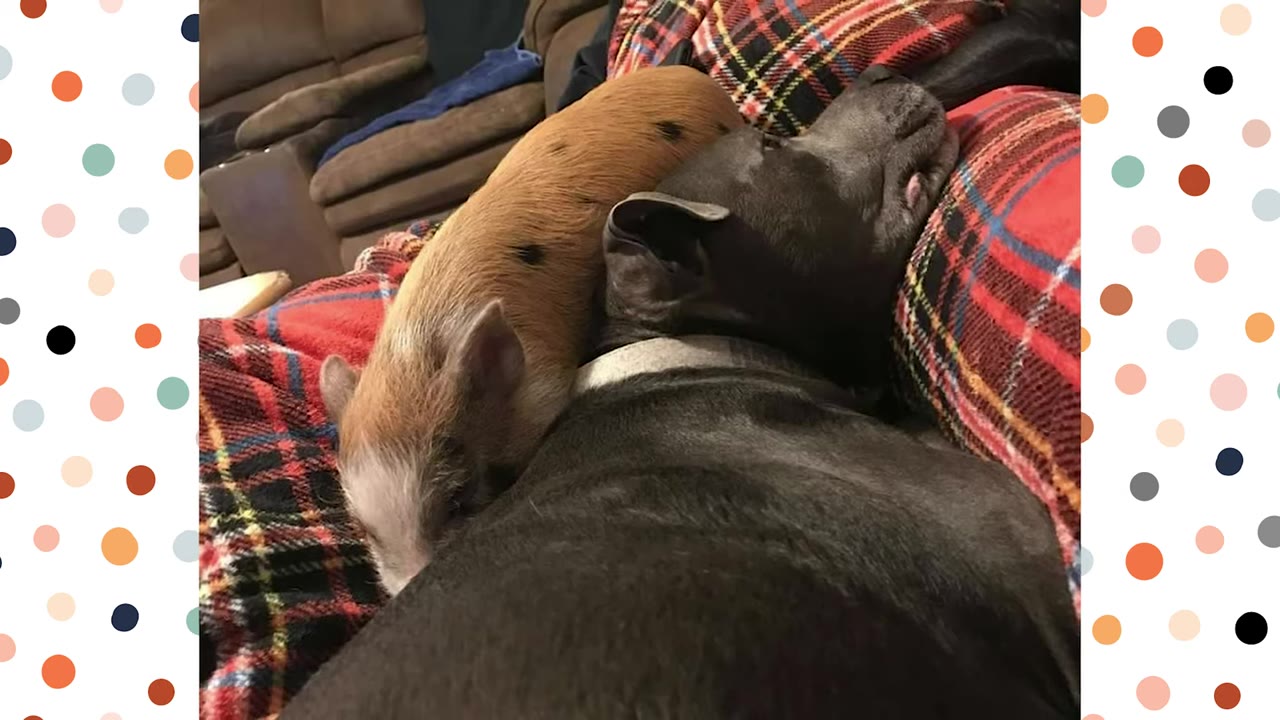A small brown piglet with black spots snuggles closely against a sleeping grey dog on a red plaid blanket.