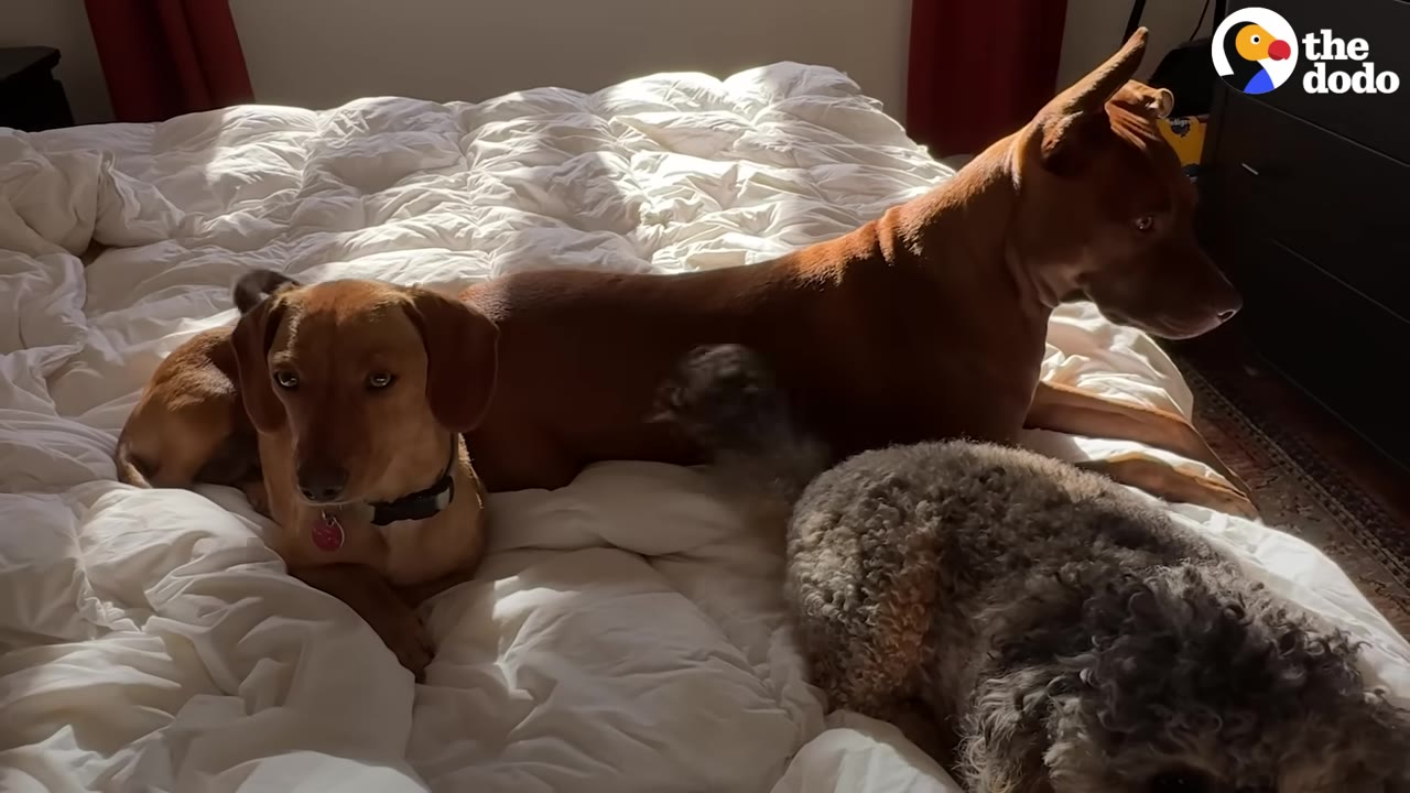 A small brown dachshund-mix dog lies comfortably on a white duvet on a bed alongside two other dogs, looking relaxed and alert.