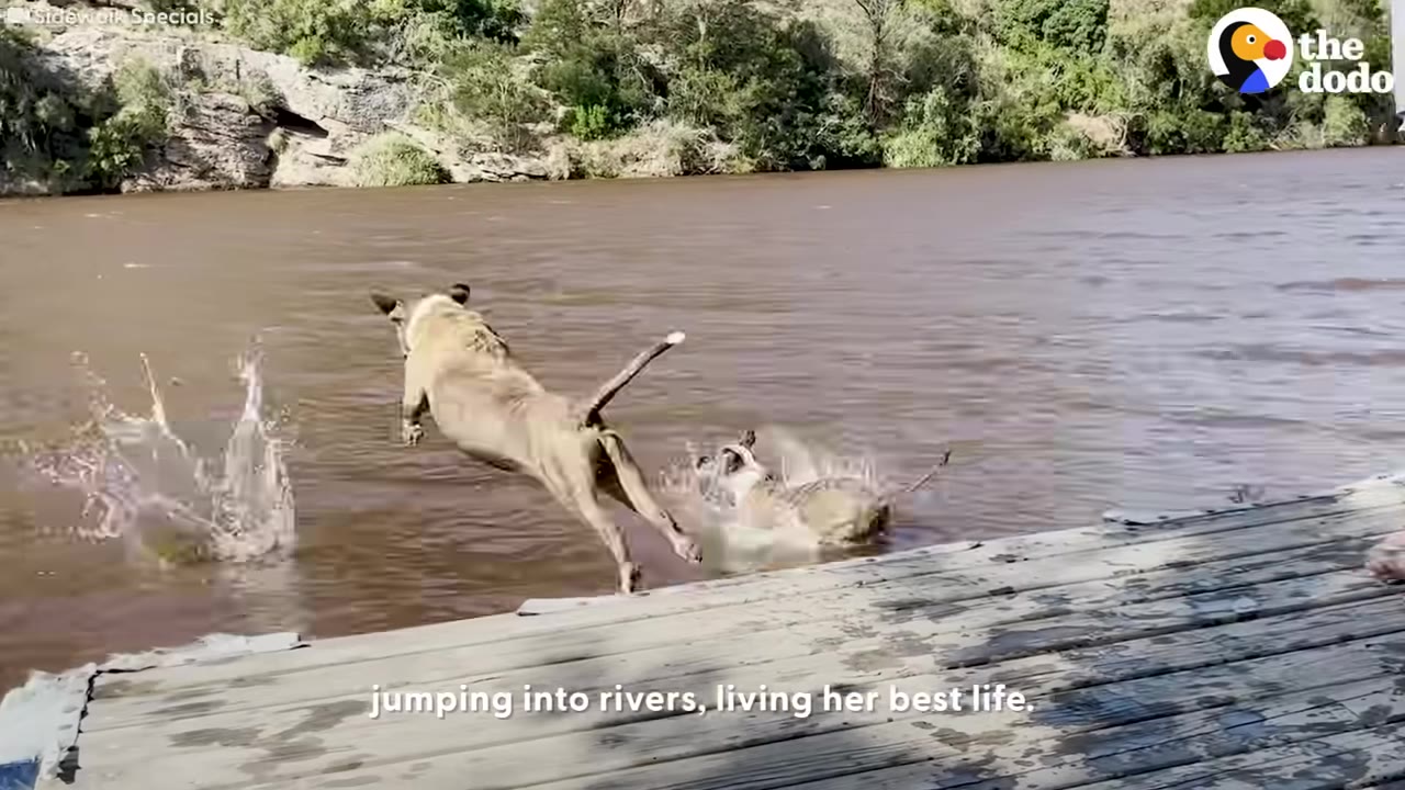 A tan dog leaps off a wooden dock into a river, following another dog that has already splashed into the water.