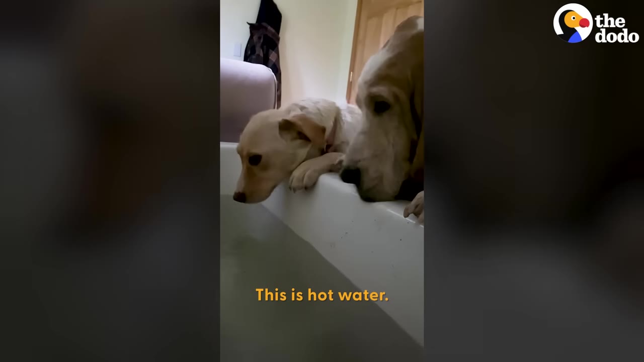 Two light-colored dogs peer over the edge of a white bathtub filled with water.