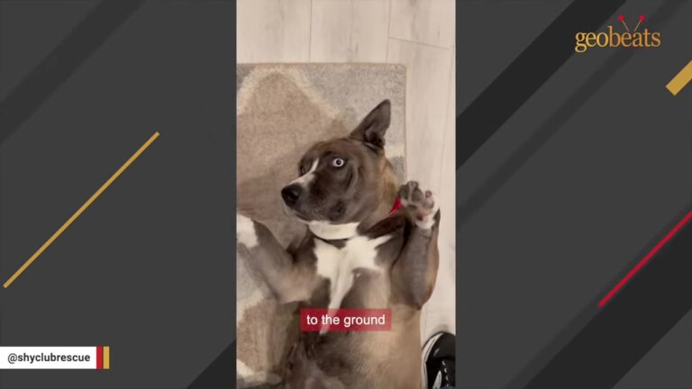 Texas Foster Takes Home A Terrified Shelter Dog And Soon Discovers She Is Basically A Potato