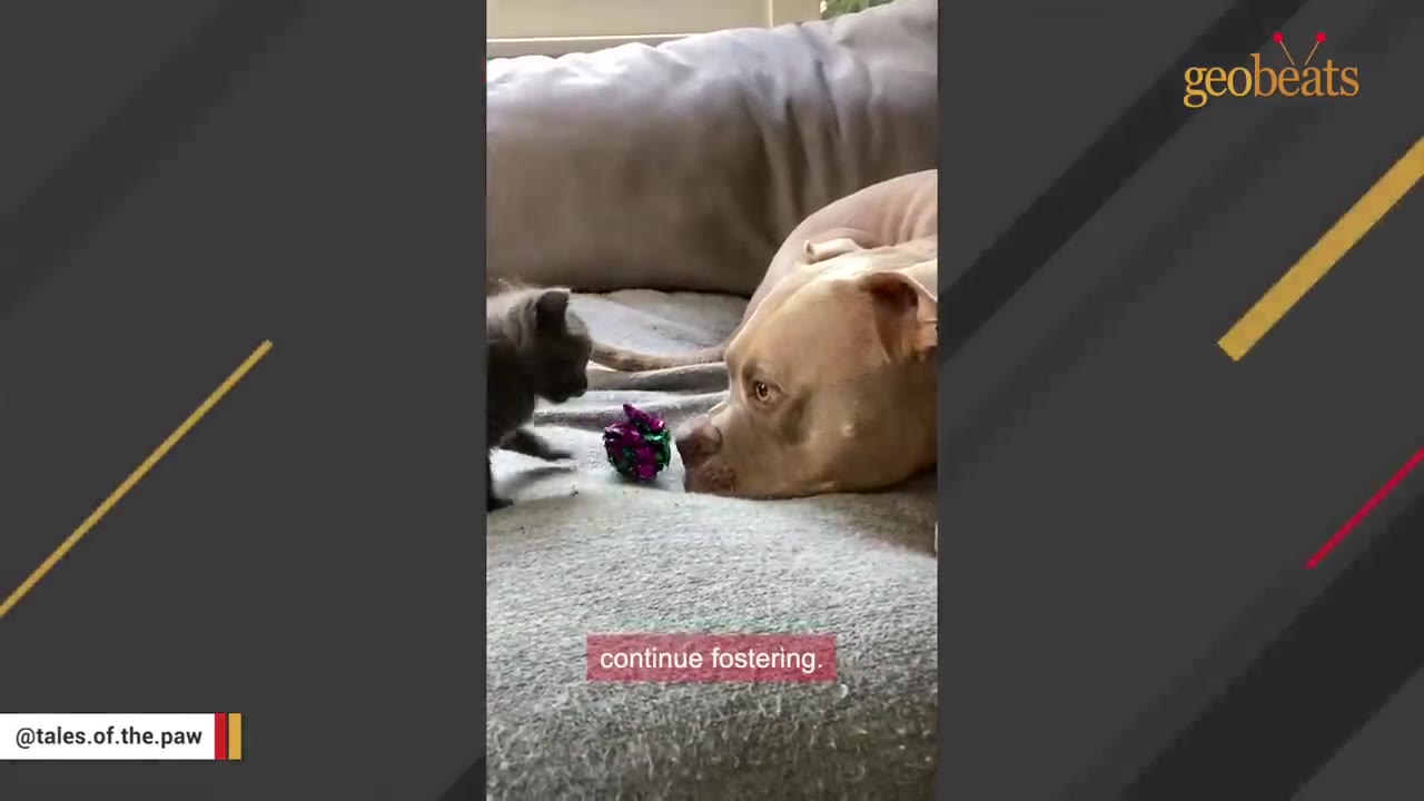 A tan dog lying on a grey couch looks gently at a small grey kitten standing in front of it.
