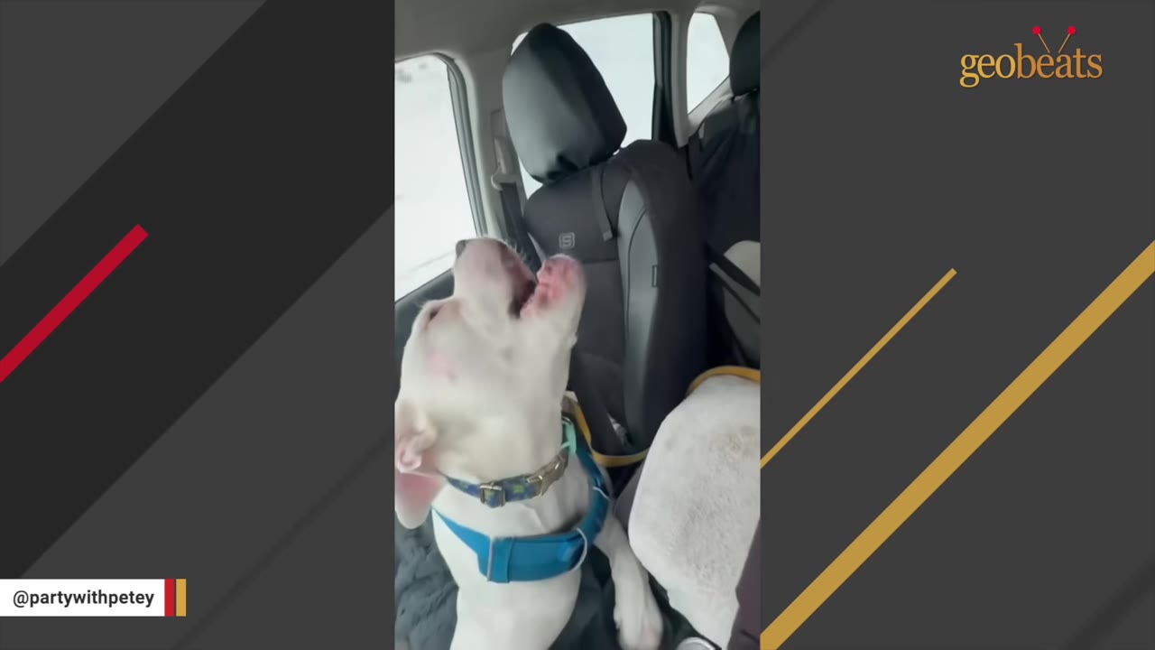 A white dog in a blue harness sits in a car, tilting its head back with its mouth open as if howling or singing.