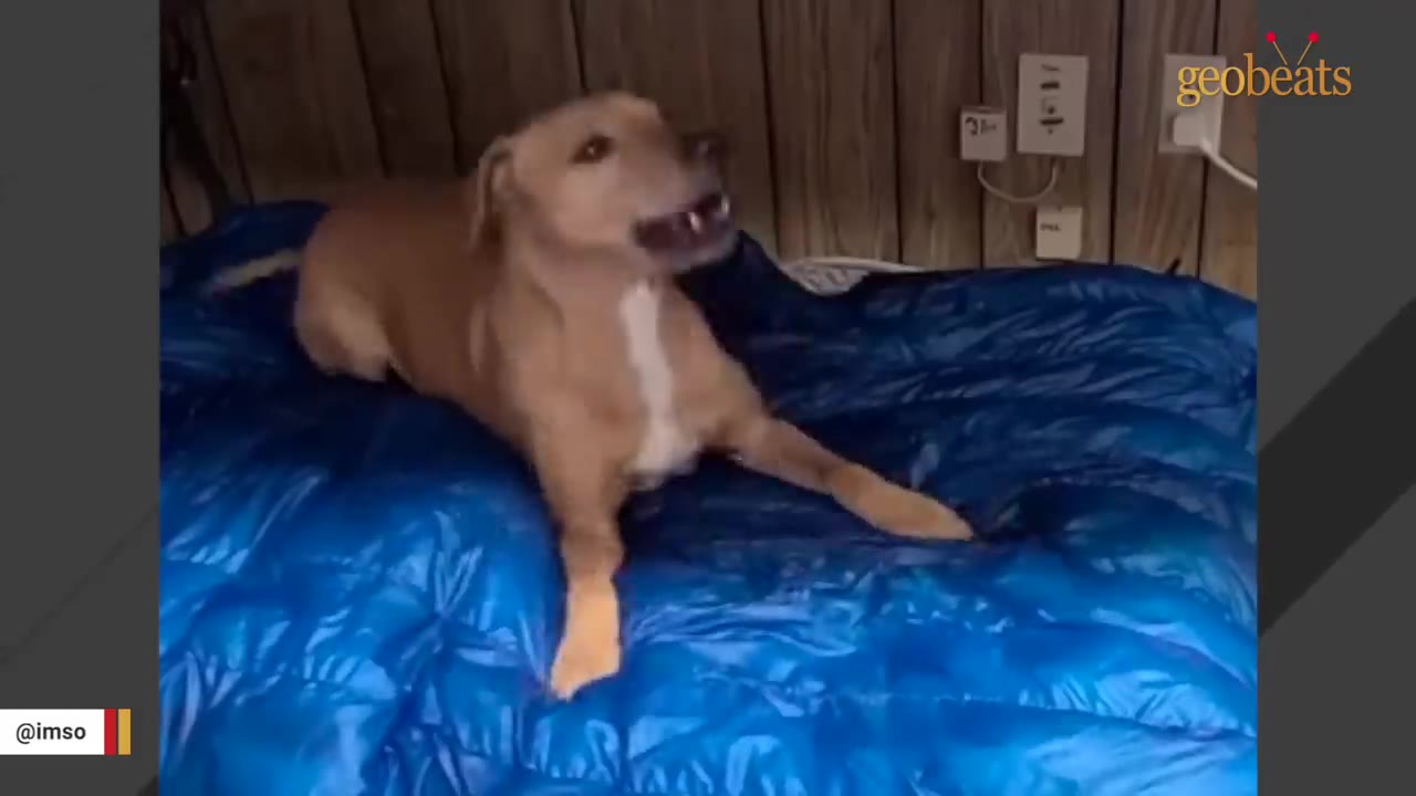 A tan dog with a white chest patch sits on a blue sleeping bag, barking with its mouth open.