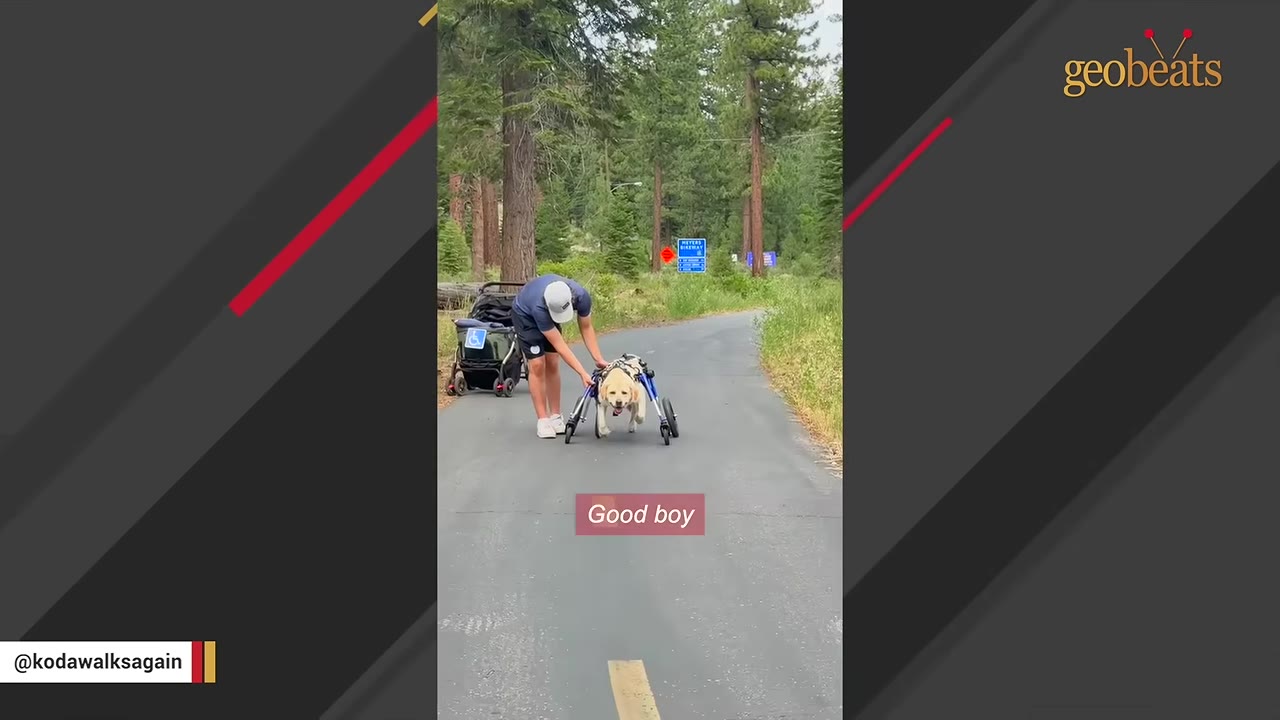 A man in a blue shirt and baseball cap assists a yellow Labrador retriever using a dog wheelchair on a paved path surrounded by trees.