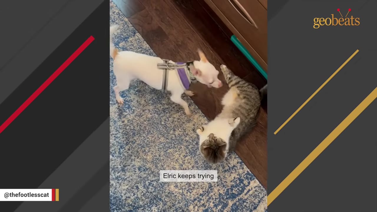 A small white dog wearing a purple harness stands over a tabby and white cat lying on a blue patterned rug, with a text overlay that reads 'Elric keeps trying'.