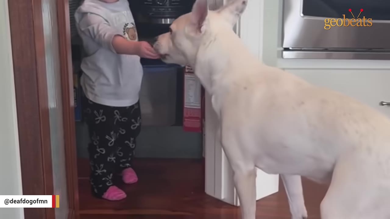 A white dog standing gently as a young child in patterned pajamas feeds it a treat from their hand.