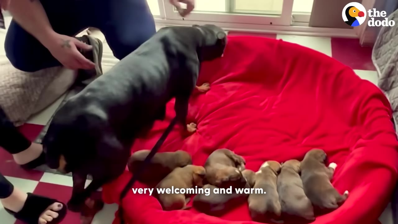 A black dog stands near a large red dog bed filled with small puppies, as a person kneels nearby.