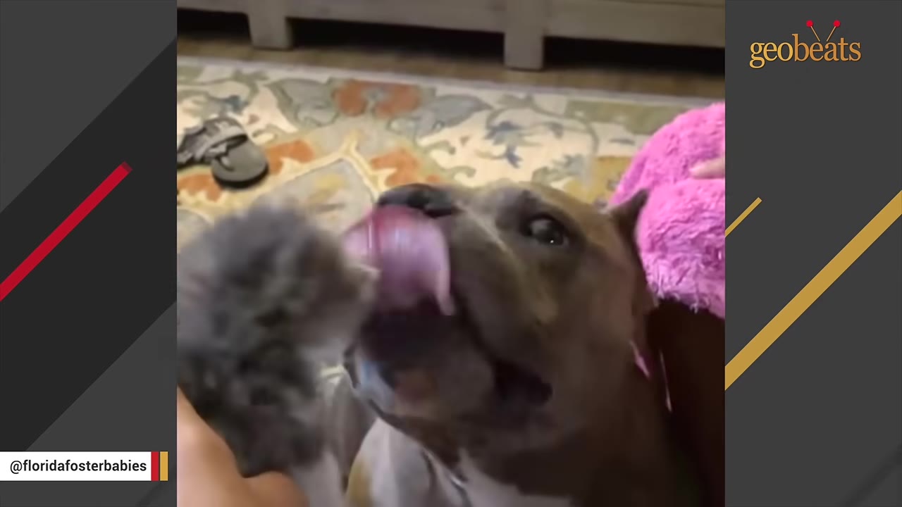 A brown dog gently licks a small grey kitten.