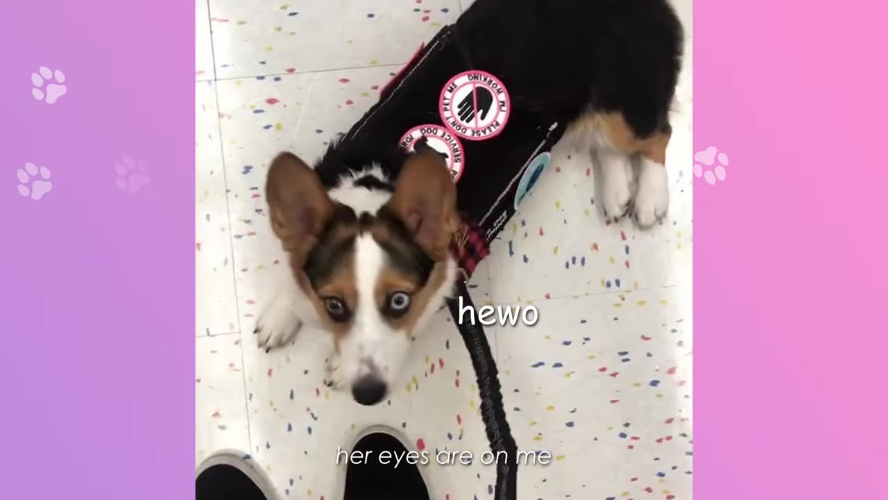 A tricolor Corgi wearing a black service dog vest lies on a speckled floor, looking up attentively with focused eyes.