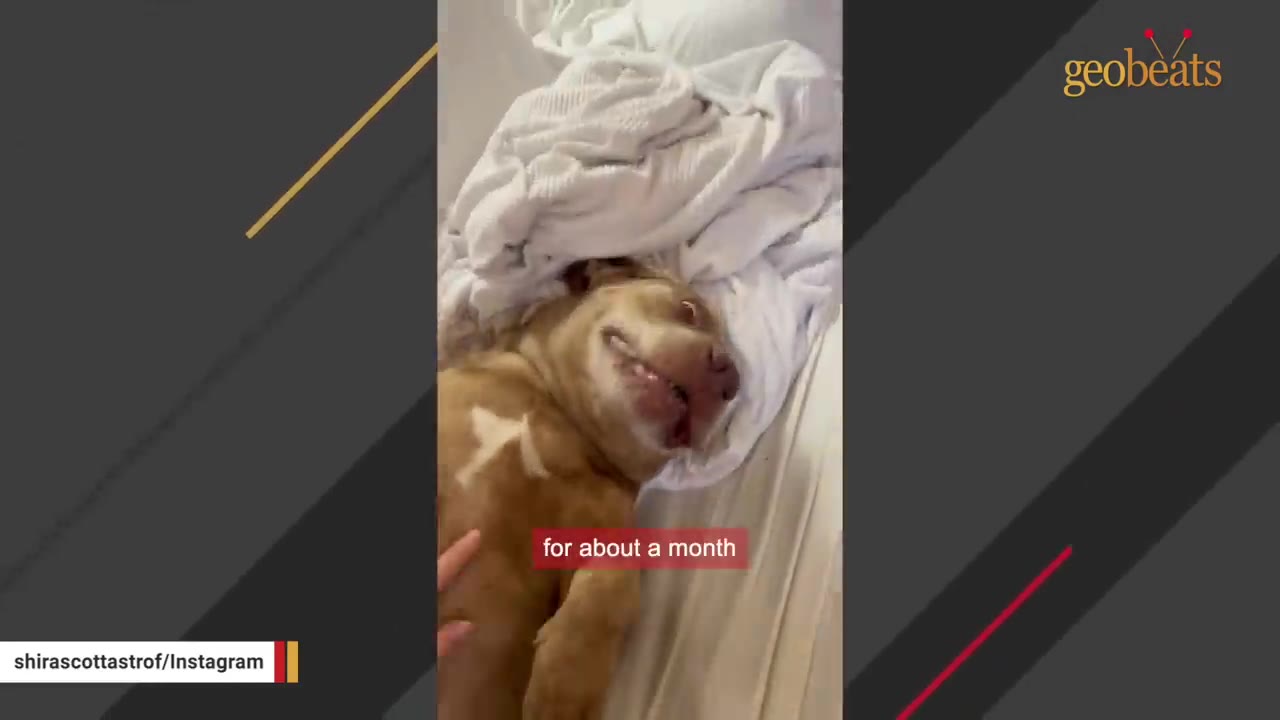A brown dog lies on its back on a bed, nestled against white blankets, looking up with its mouth slightly open.