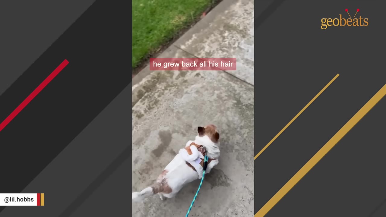 A small white and brown dog wearing a harness walks on a leash along a concrete path next to a grassy area, with text overlay reading 'he grew back all his hair'.