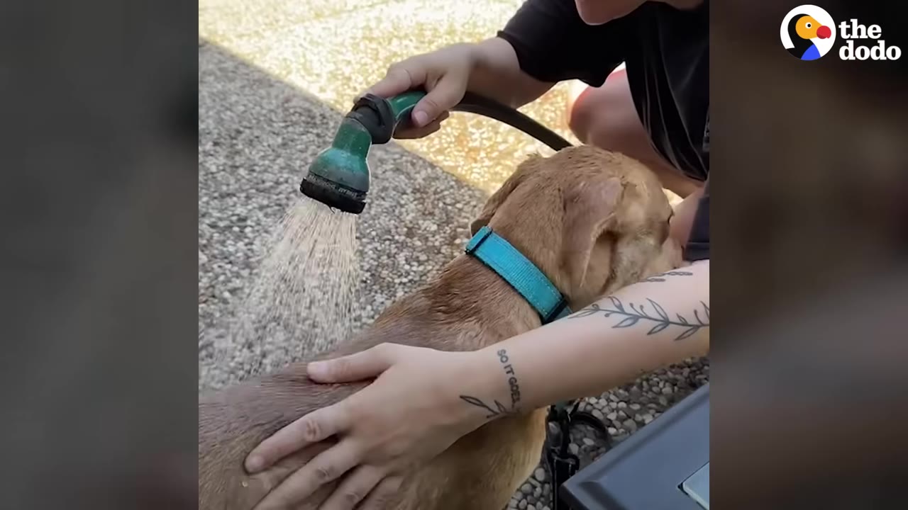 A close-up shot of a person using a green hose nozzle to spray water onto a light brown dog's back, while gently rubbing the dog's wet fur.