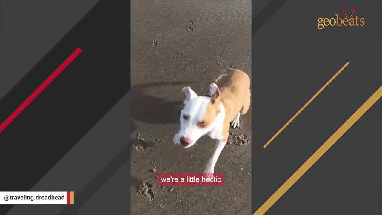 A tan and white dog looking up at the camera while standing on a wet sandy beach with paw prints.