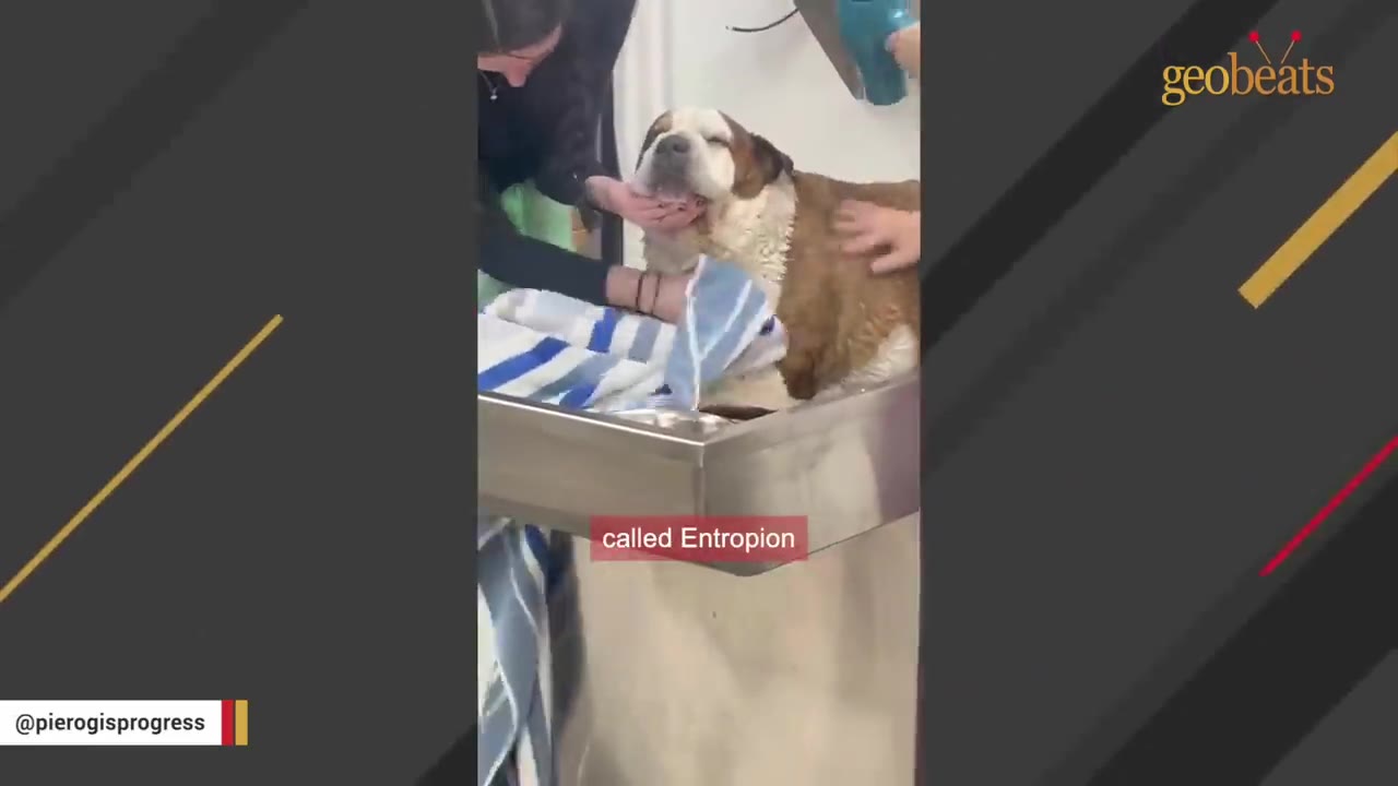 A large brown and white dog named Perogi is examined by veterinary staff on a metal table, with a text overlay that reads "called Entropion".