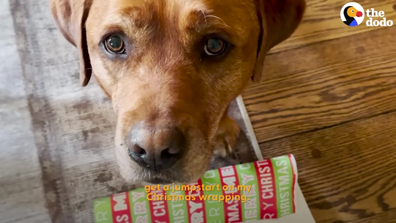 A close-up shot of a golden-brown dog looking up at the camera while holding a roll of colorful Christmas wrapping paper in its mouth.