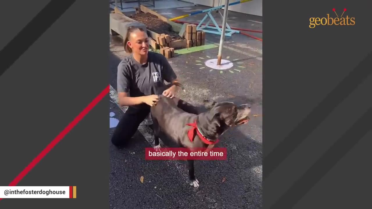 A woman kneeling on the pavement smiles as she pets a dark grey dog wearing a red collar.