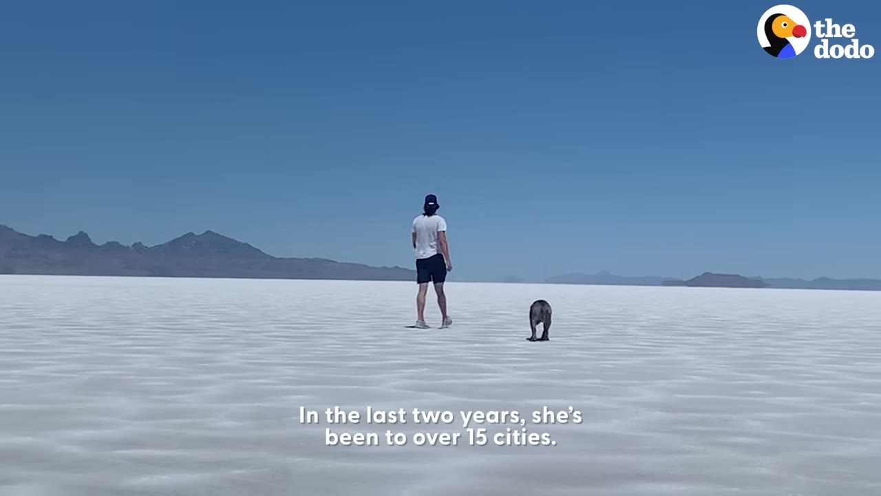 A person in a white shirt and dark shorts walks alongside a dog across a vast, flat white salt plain under a clear blue sky, with mountains visible in the far distance.