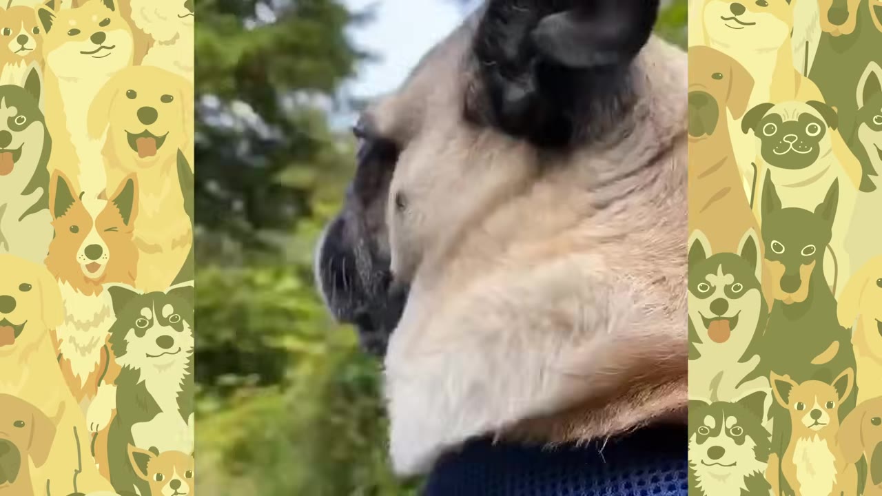 A close-up profile of a pug looking out of a car window at passing green trees.