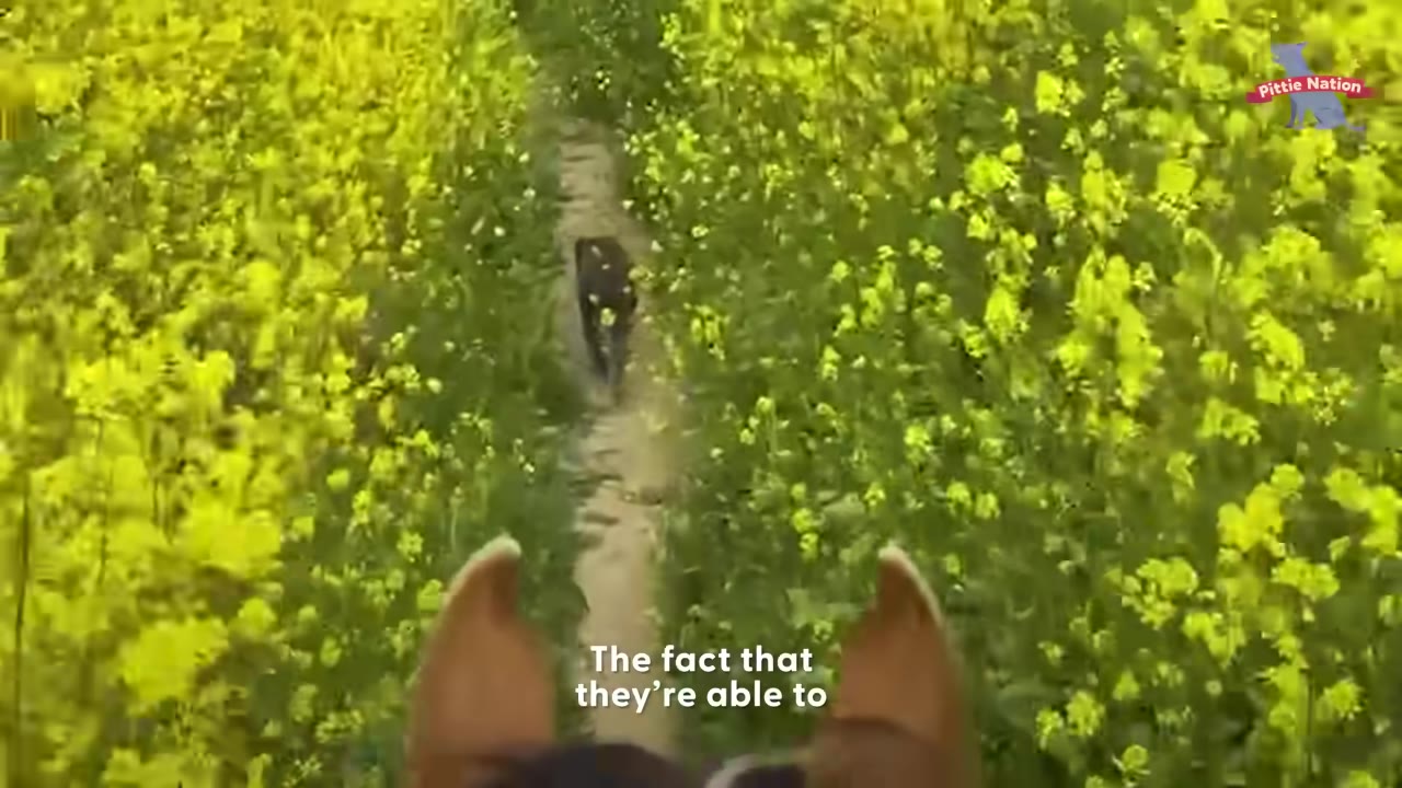 A first-person view from behind a horse's ears looking down a narrow dirt trail surrounded by bright yellow wildflowers, with a dark dog walking ahead on the path.
