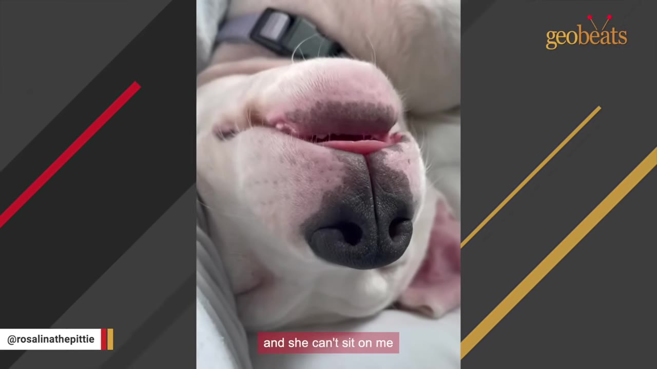 A close-up of a white dog lying upside down, showing its black nose and a small pink tongue peeking out of its mouth.