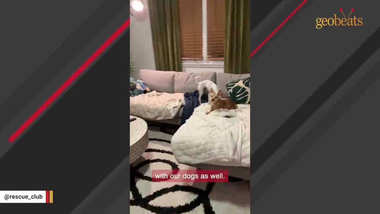 A small brown dog sits on a white blanket on a couch next to a white dog standing on the cushions.