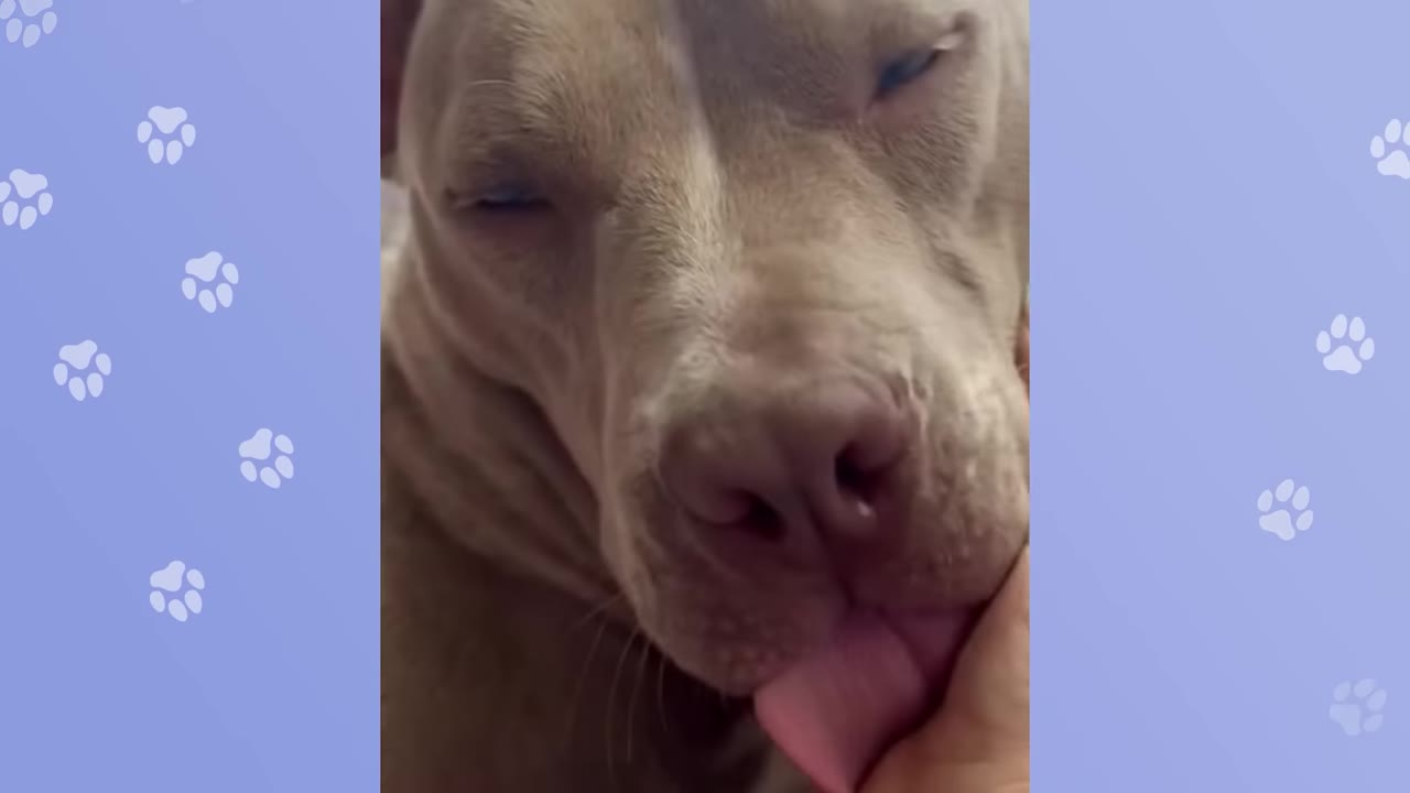 A close-up shot of a light-colored pit bull gently licking a person's hand.