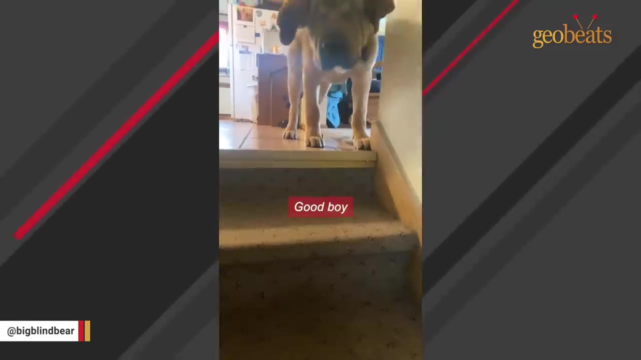 A large brown puppy standing at the top of a carpeted staircase, looking down.