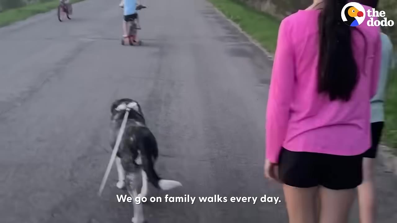 A black and white dog on a leash walks down a paved road, following closely behind a person wearing a pink long-sleeved shirt and black shorts.