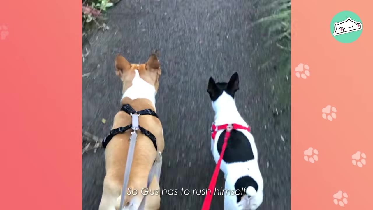 A brown and white dog and a black and white dog walking side-by-side on leashes along a paved path, viewed from behind.