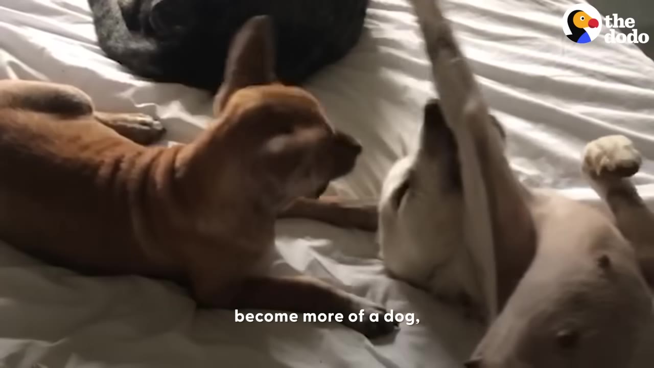 A brown dog and a white dog playfully interact while lying on a white bed.