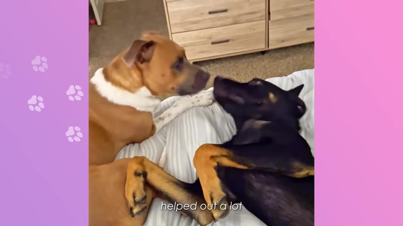 A tan dog and a black dog lying together on a striped bed, looking at each other.