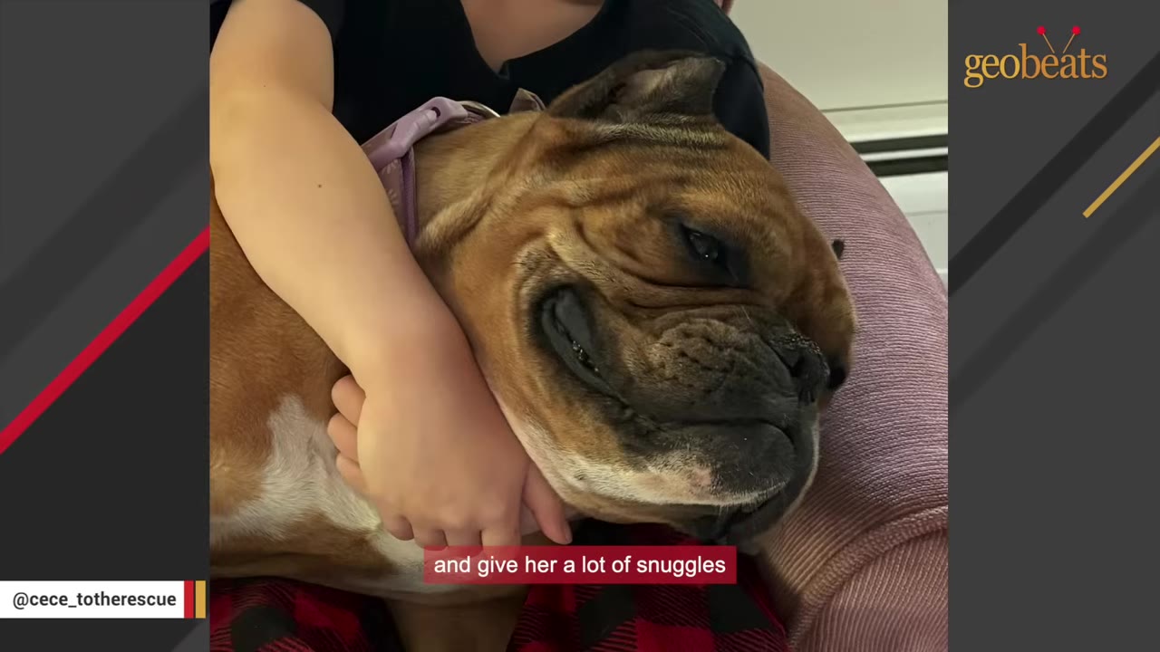 A close-up of a brown bulldog being hugged and snuggled by a person on a couch.