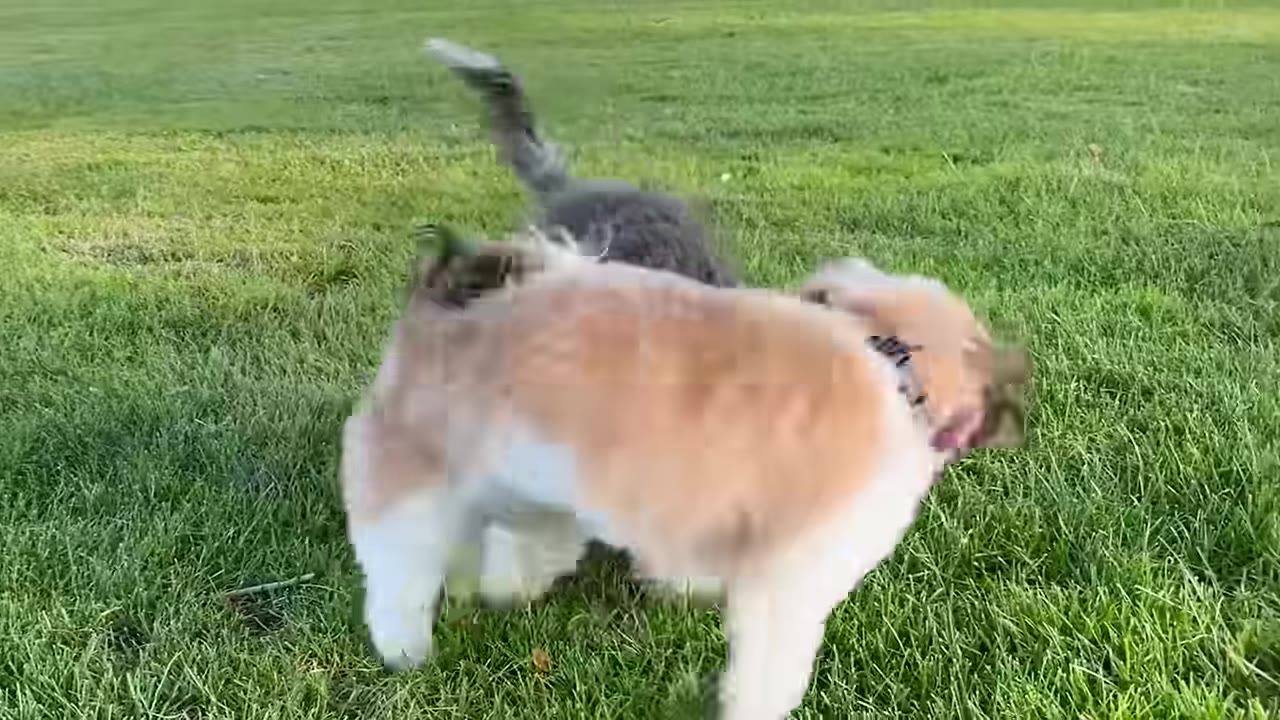 Two small dogs playing together on a green grassy lawn.