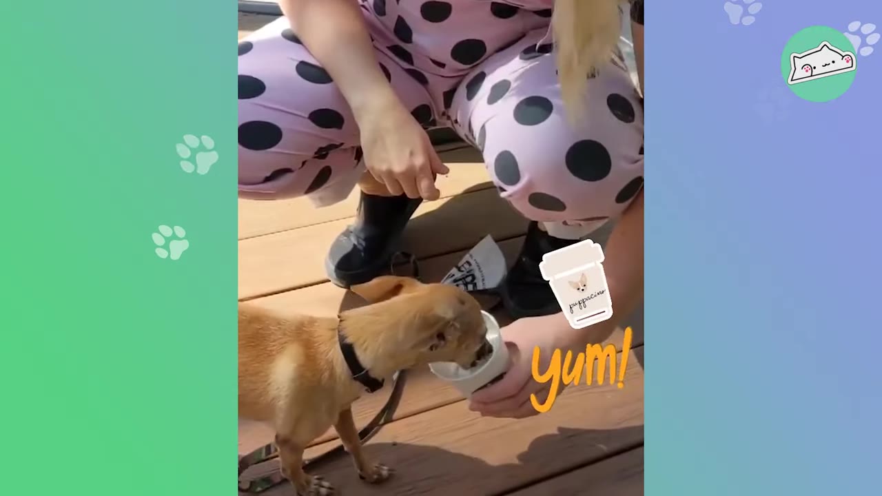 A small tan dog licking a treat from a cup held by a person wearing pink and black polka-dot pants.