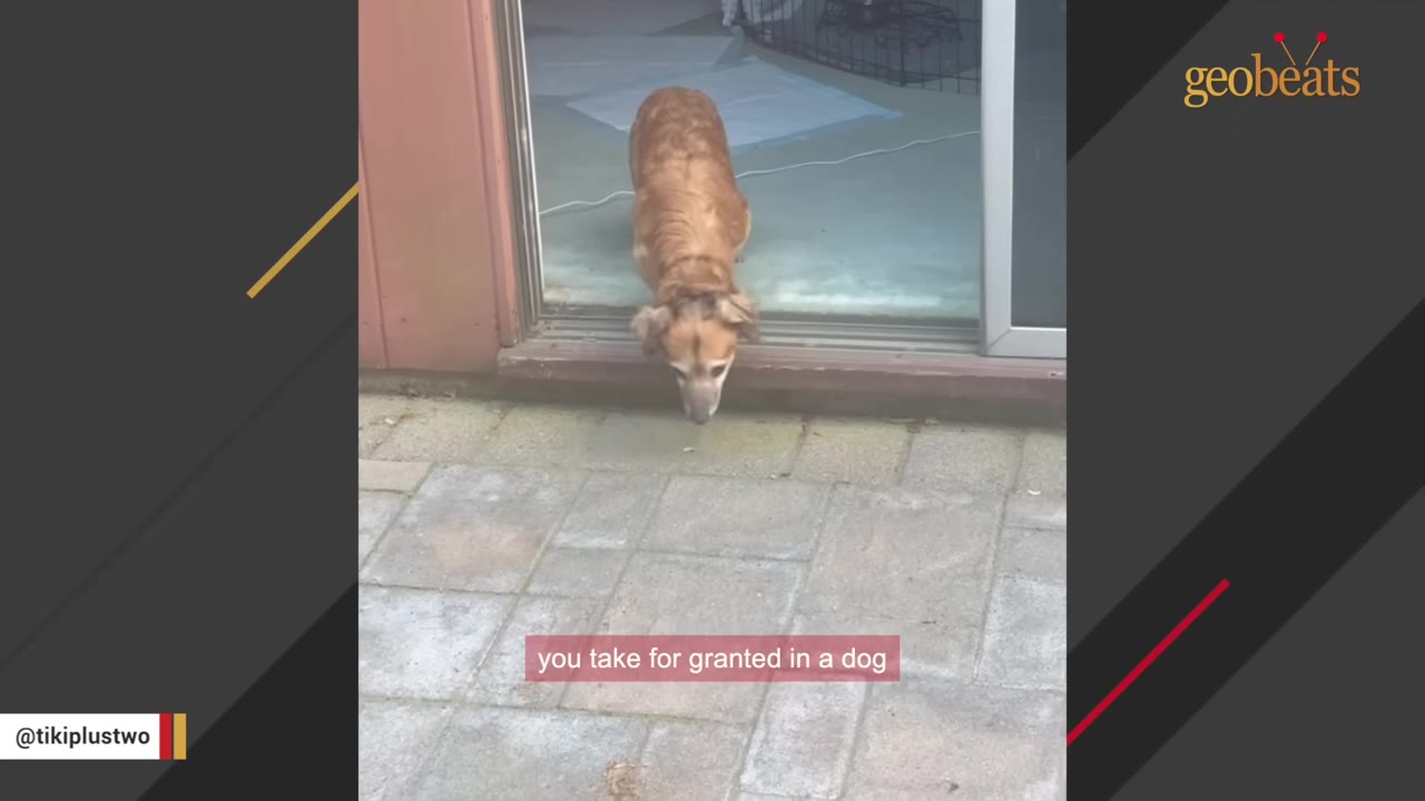 A small brown dog cautiously stepping out of a sliding glass doorway onto a stone patio.